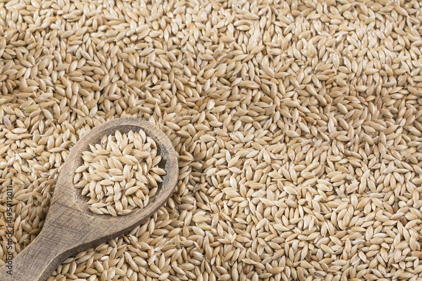 What is Canary Seed Good For